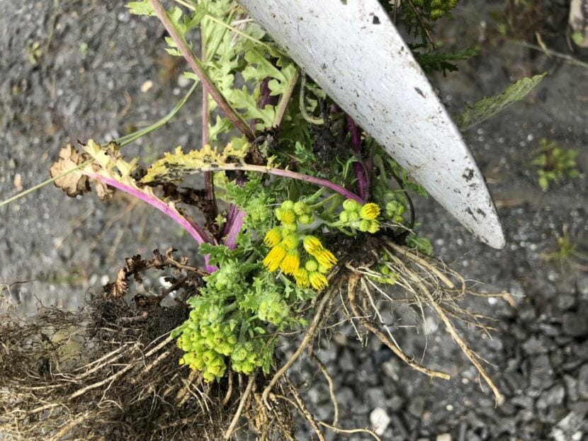 Dorica Jackson holds a piece of Tansy Ragwort, showing the yellow flowers in 2018.
