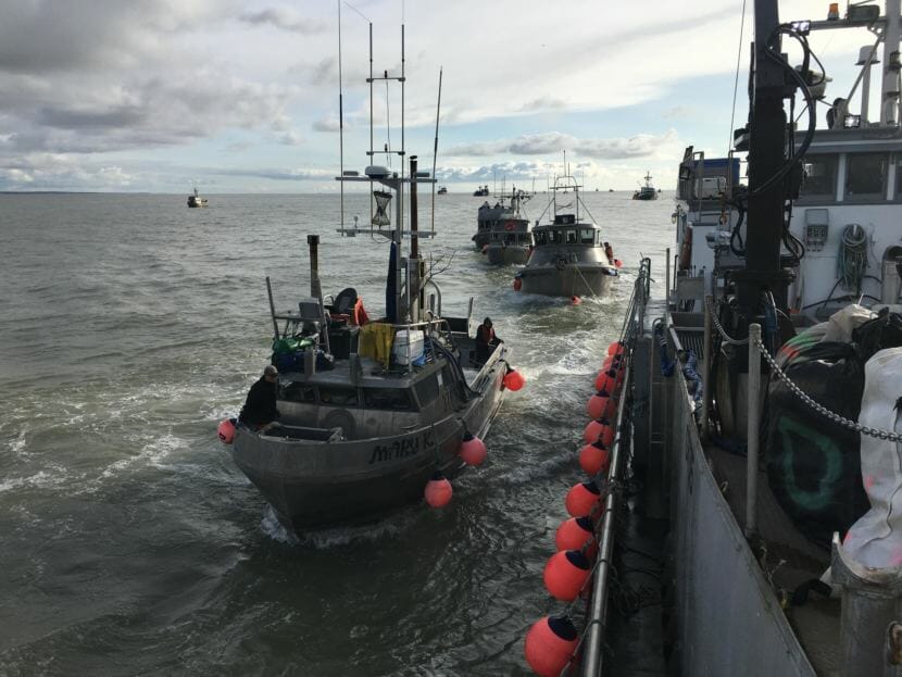 Fishing boats line up at the salmon tender the F/V Muskrat to drop off their catch. (Photo by Mitch Borden/KMXT)