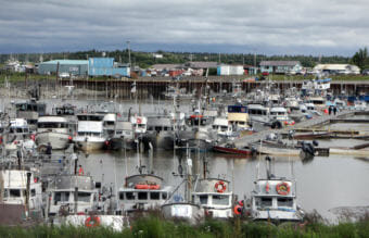 Boats tie up at Dillingham's small boat harbor on Wednesday, with many waiting to be pulled from the water at high tide. (Photo by Austin Fast/KDLG)