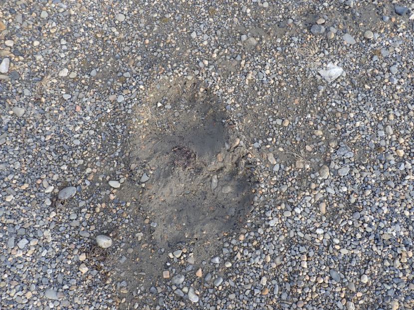 Polar bear prints in Kaktovik