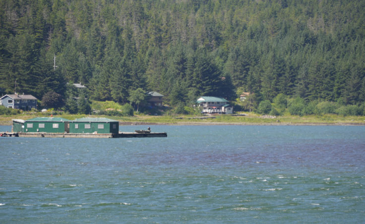 A bloom of algae discolors a swath of Gastineau Channel just north of the Douglas Bridge on Monday, July 30, 2018.