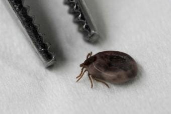 This tick was found on a dog in Anchorage this year. (Photo by Bill Roth/ADN)