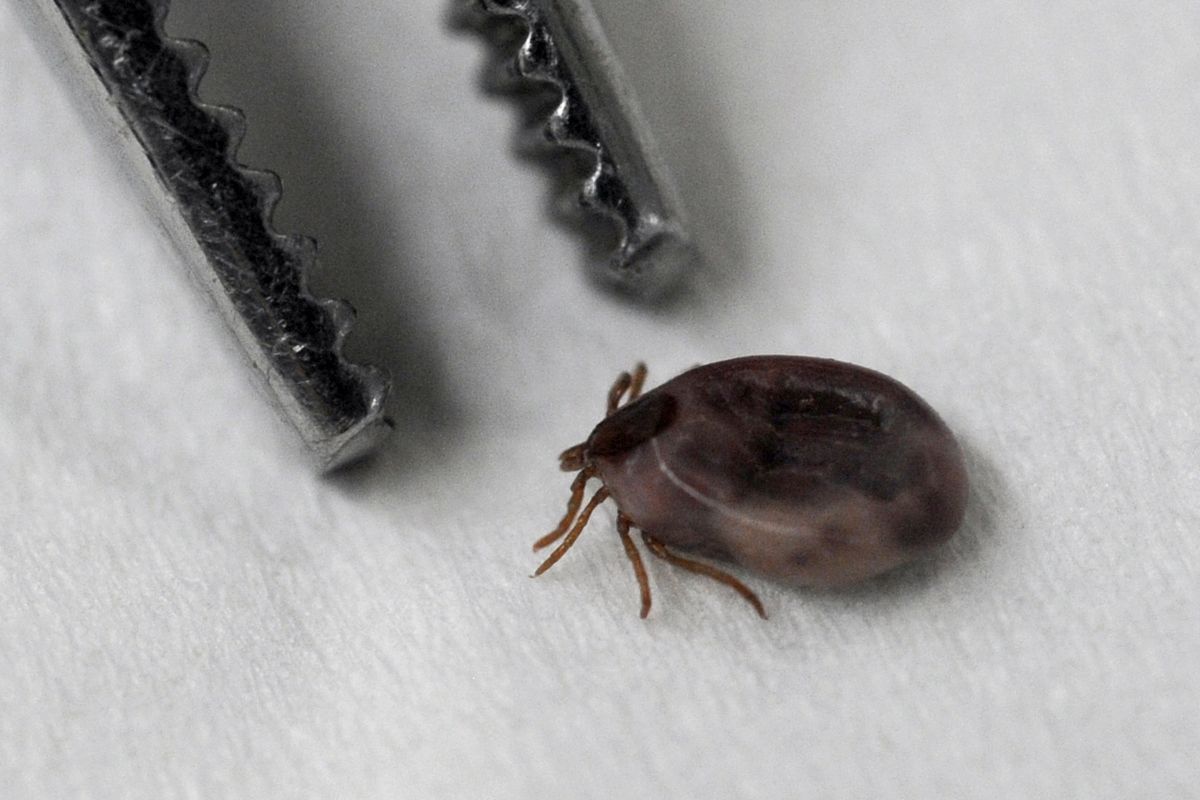 More ticks reported in Alaska each year as researchers investigate