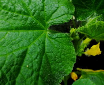 Cucumber flowers fade and shrink for the night recently in a North Douglas greenhouse.