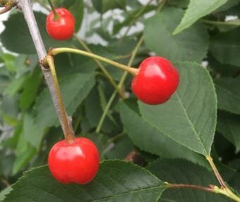 Telephone Hill cherries ripen at the KTOO Agricultural Test Station and Garden of Science.
