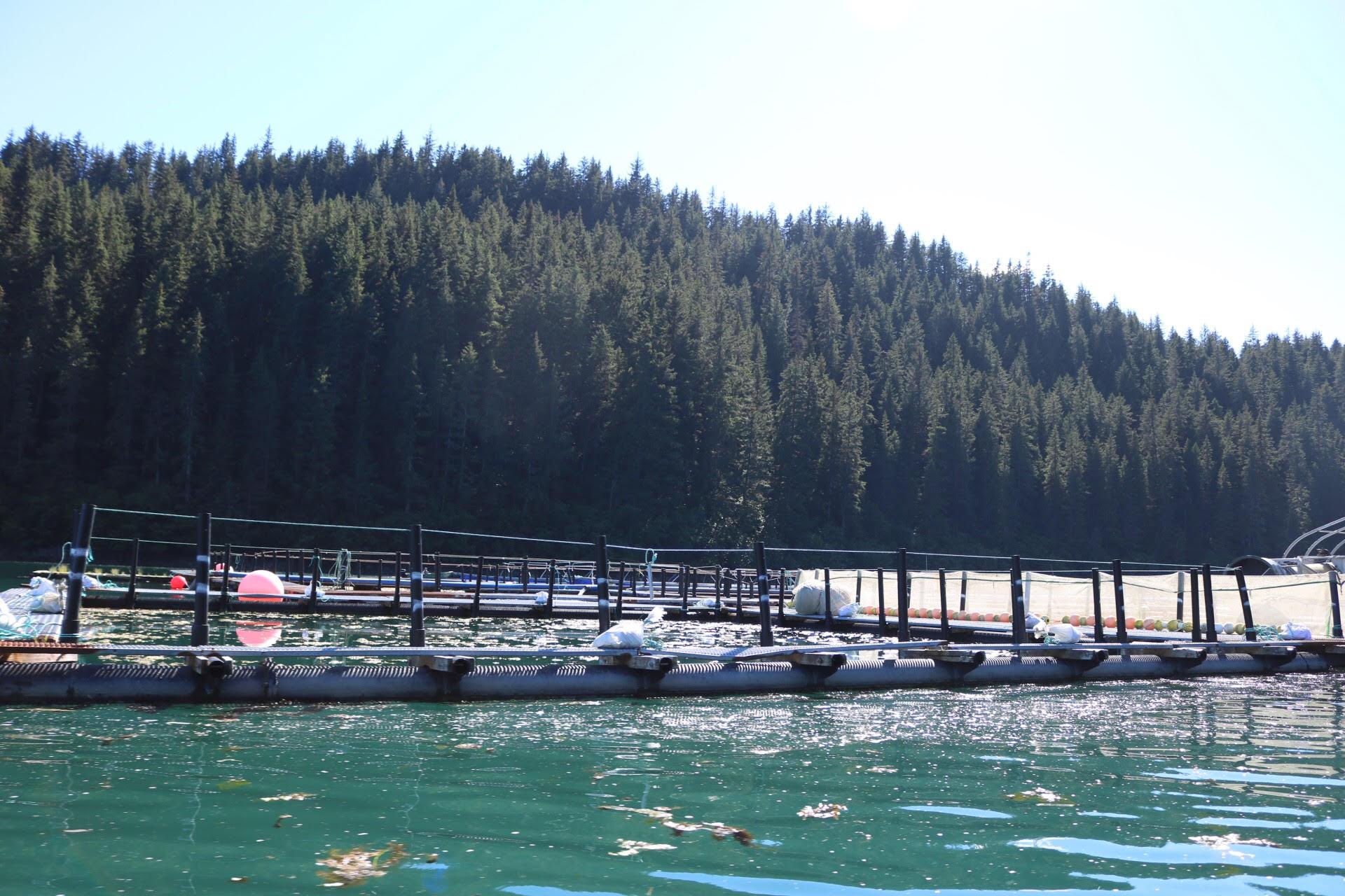 Net pens at Cook Inlet Aquaculture's Tutka Bay Lagoon Hatchery. (Photo by Aaron Bolton/KBBI)