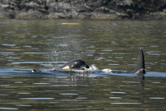 This picture from July 21 shows shrinkage around ailing orca J50's head from weight loss, aka "peanut head syndrome."