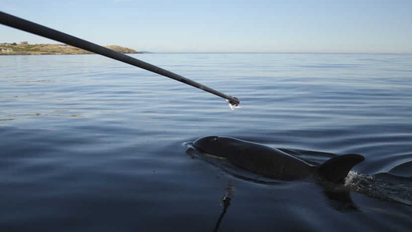 Researchers use a boom to collect exhalations from ailing orca J50 on July 21, 2018. Unfortunately, the samples were too small to be of diagnostic value.