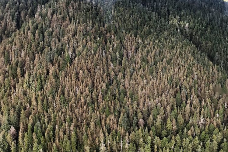 Yellowish hemlock trees are seen from an airplane in Southeast Alaska. The color comes from sawfly larva eating and killing some of the leaves. (Photo courtesy Elizabeth Graham)