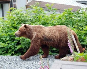 A brown bear strolls through a Sitka neighborhood in July, 2014. (Photo courtesy Sitka Bear Report)