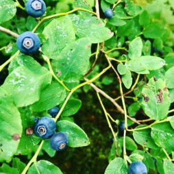 Vaccinium Ovalifolium, or Oval-leaf Blueberry. (Photo by Daysha Eaton/KMXT)