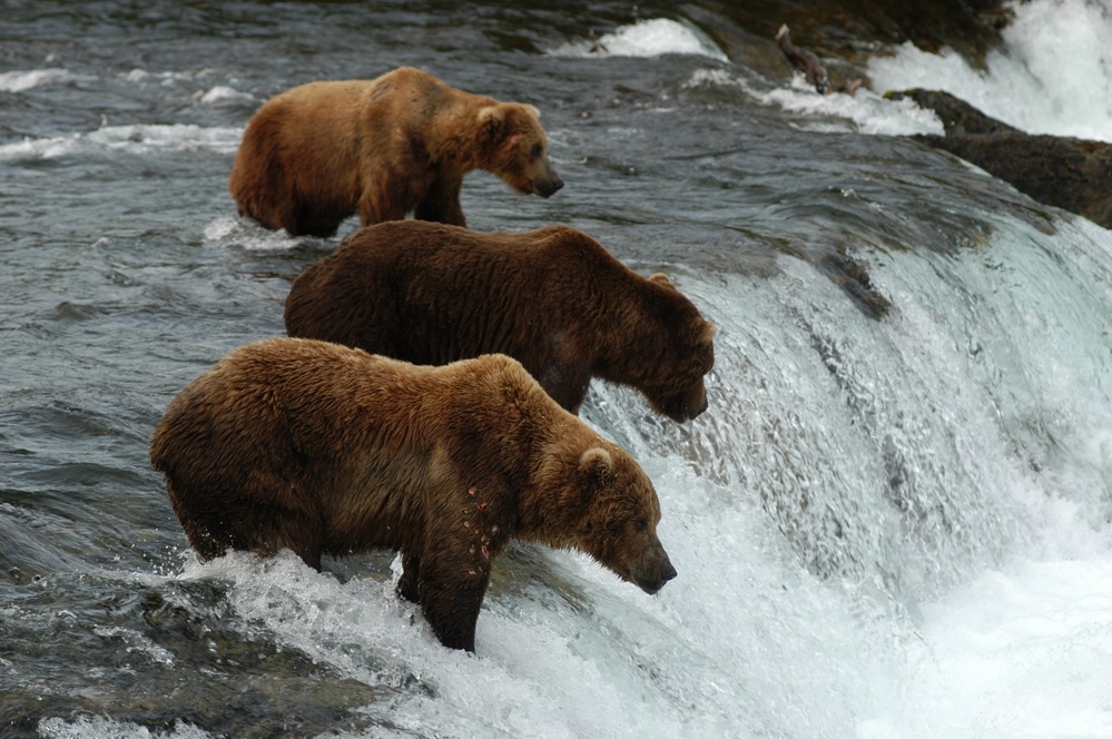 Katmai bears fish at Brooks Falls. (Photo courtesy National Park Service)