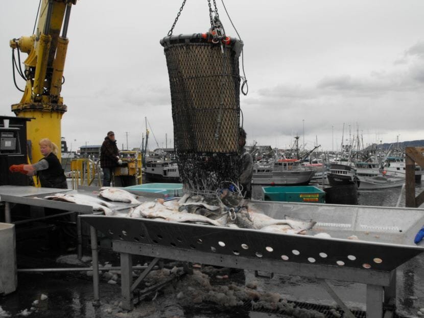 Fishermen offload halibut in Homer. (Photo courtesy Rudy Gustafson)