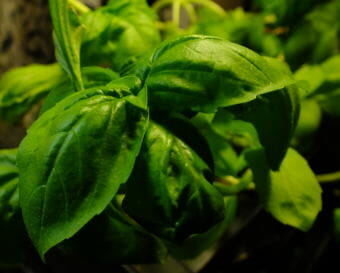 This hydroponically-grown basil plant is still enormously productive even though it was started from seed nearly two years ago.