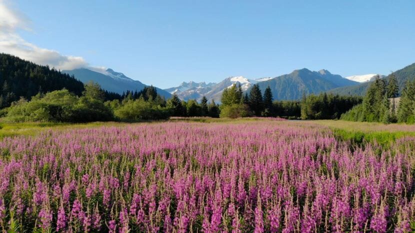 Fireweed blooms in a field near the Brotherhood Bridge in Juneau on July 19, 2018.