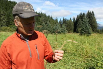 Biologist John Hudson holds a strand of invasive reed canarygrass in the Brotherhood Bridge meadow on Aug. 30, 2018.