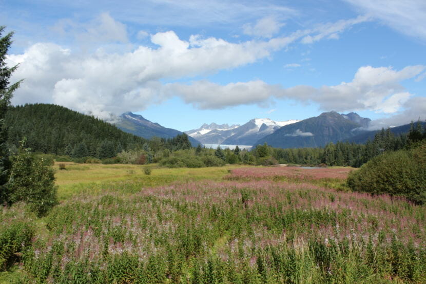 The invasive reed canarygrass is encroaches on this fireweed in the Brotherhood Bridge meadow on Aug. 30, 2018.