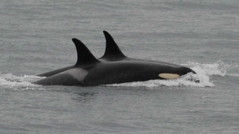 In this photo, taken Saturday, Aug. 11, 2018, and released by the Center for Whale Research, an orca known as J-35, foreground, swims with podmates near Friday Harbor,