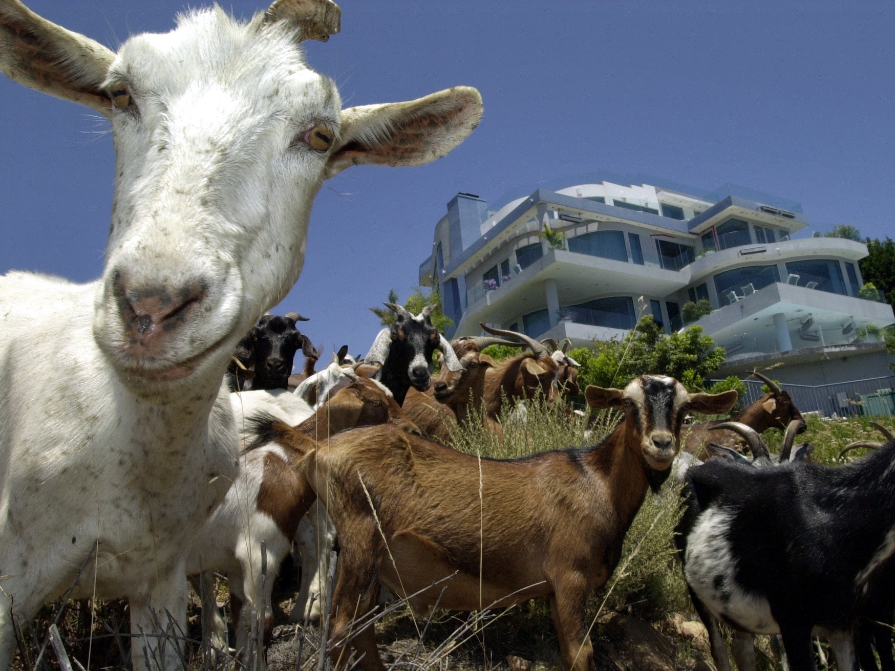 Disclaimer: These are not the goats that went on the lam in Boise. But they sure look just as sassy. (Photo by David McNew/Newsmakers/Getty Images)
