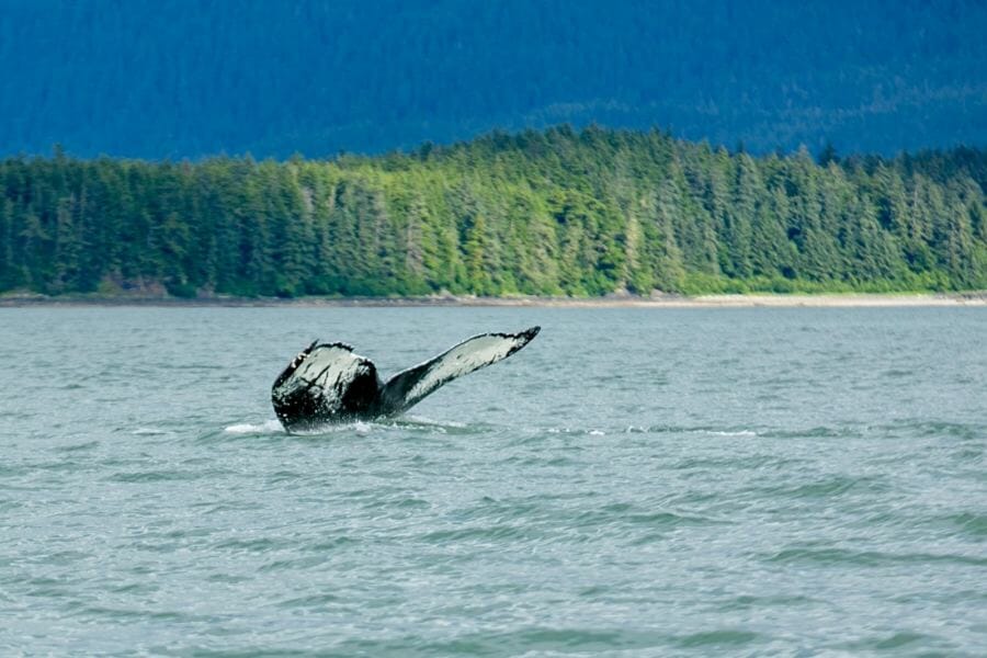 Did the blob drive humpbacks out of Southeast Alaska? Some scientists ...