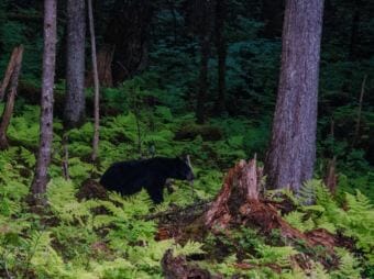 A black bear walks through the woods bordering the Jensen-Olson Arboretum in August. (Photo courtesy of Merrill Jensen/City and Borough of Juneau)