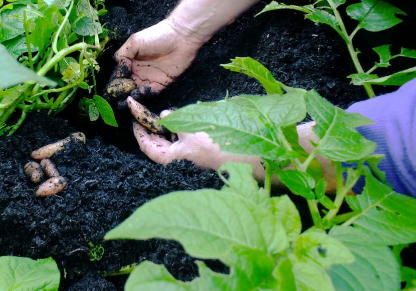 A North Douglas gardener robs his potato plants for some fingerlings for dinner.