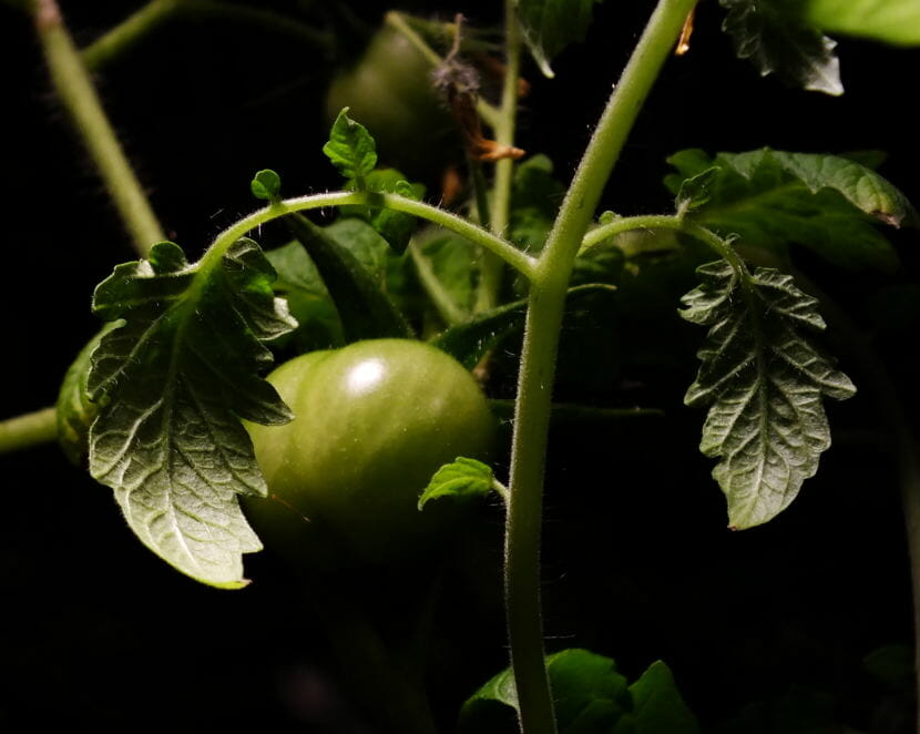 Pair of cherry tomatoes grown indoors remain green in early October 2018.
