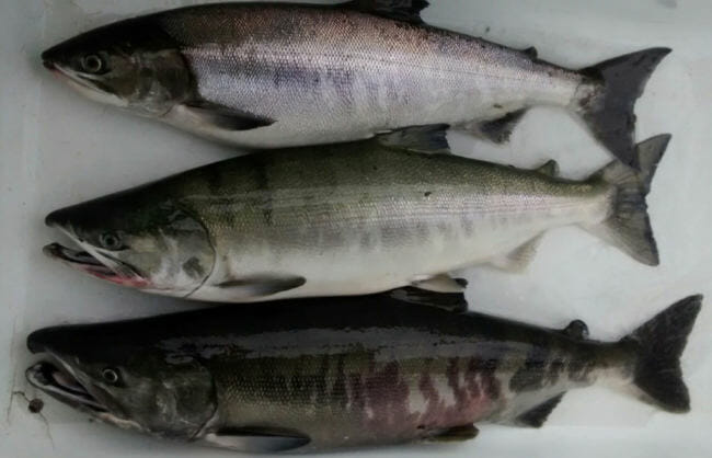 Troll caught chum salmon are fetching around a dollar a pound for fishermen this year. (Photo courtesy of Matt Lichtenstein)
