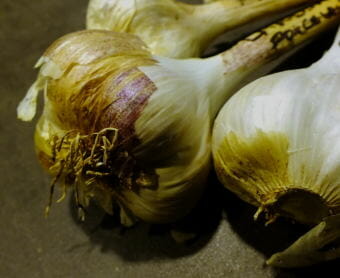 Close-up view of hardneck garlic which awaits planting in a North Douglas garden.