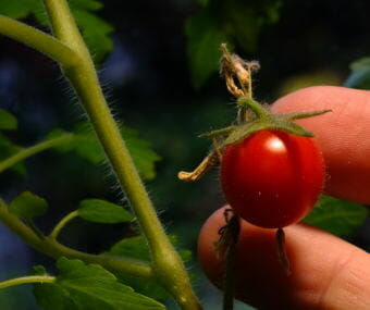 The first, late-planted cherry tomato ripens in a North Douglas kitchen in early October 2018.