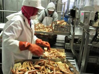 Workers sort crab at the UniSea processing plant in Unalaska.