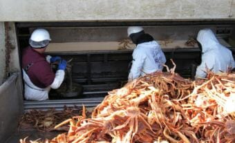 Workers sort opilio crab at the UniSea plant in Unalaska. Company officials have said they're hoping to employ four inmates during the winter fishing season.
