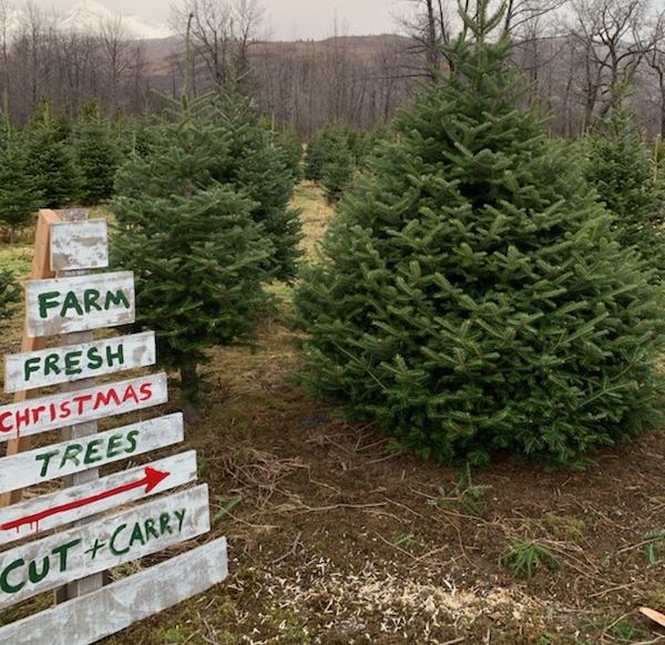 How much is a christmas tree at a tree farm Alaska Made There S Only One Christmas Tree Farm In Alaska It S On Kodiak And It S Thriving