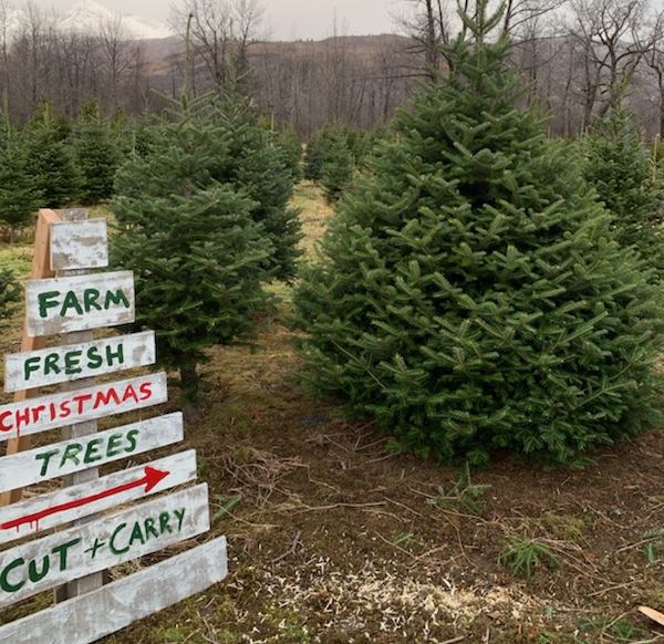 Live Christmas Tree Farms Near Me Christmas Gardens 2021