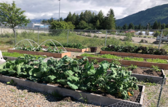 The gardens at Riverbend Elementary School in summer 2018 featured 8 beds of produce. (Photo courtesy Karen Goodell)