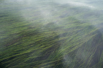 The Izembek National Wildlife Refuge has North America’s largest eelgrass bed, the first to be designated as internationally critical to wildlife, including the black brant.