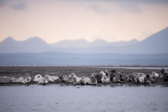 Harbor seals gather on a spit of land in the Izembek National Wildlife Refuge near Cold Bay, Alaska. For six decades, the refuge along the coast of the Bering Sea has been protected as one of the wildest nature spots on Earth.