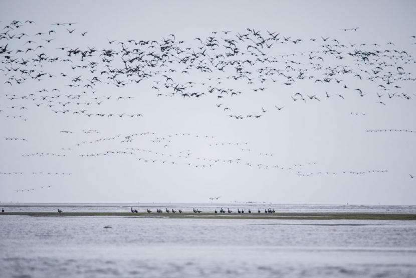 Pacific black brant fly over the Izembek National Wildlife Refuge and land on its eelgrass beds. The world’s population of the sea goose – 150,000 of them – fattens up here before a nonstop 60-hour migration to Mexico.