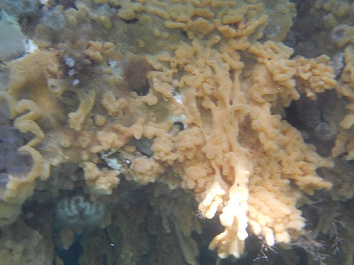 The invasive sea squirt D. vex is nicknamed "sea vomit." Its appearance has been likened to bad carpeting. This image circa 2015 is from Whiting Harbor in Sitka. (Photo by ADF&G)