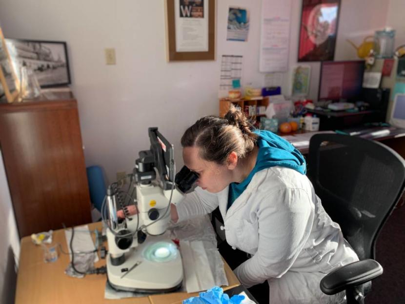 Fisheries biologist Helen Dangel examines a sample taken from a mussel in Starrigavan Estuary.