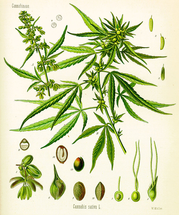 Cannabis sativa illustration in Köhler’s Medicinal Plants, 1887. (Illustration by Adolf Köhler, via Wikimedia Commons)