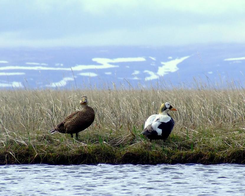 Two ducks on a riverbank.