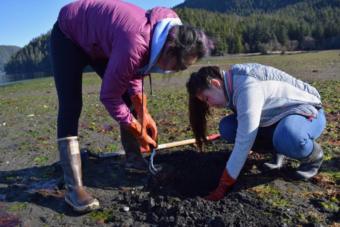 Mt. Edgecumbe High School students dig for butter clams and blue mussels in Starrigavan Estuary.