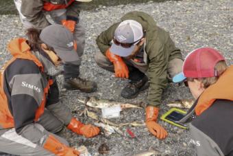 A group of researchers from the Prince William Sound Science Center sample pink salmon carcasses near Cordova as part of the Alaska Department of Fish and Game’s Alaska Hatchery Research Project.