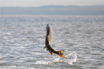 A chum salmon leaps out of the water in Cold Bay.