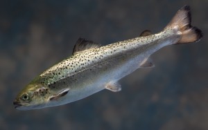 This genetically engineered fish, branded AquAdvantage, is designed to grow faster in fish farms. (Photo by AquaBounty Technologies)