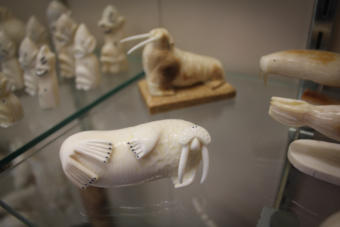 An ivory walrus on display at Maruskiya’s of Nome.