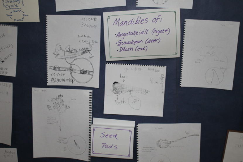 Students sketched a variety of objects including bones from animals, feathers and plants. (Photo by Henry Leasia/KHNS)