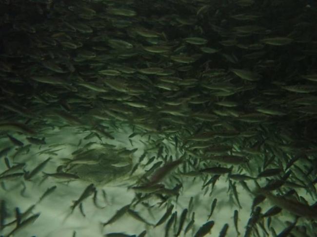 Tens of thousands of juvenile king salmon are kept in cold water tanks at DIPAC’s largest hatchery in Juneau. The hatchery has had to move its fry out to net pens earlier than ever this year because of warmer water flowing from reservoirs. (Photo by Jacob Resneck/CoastAlaska)