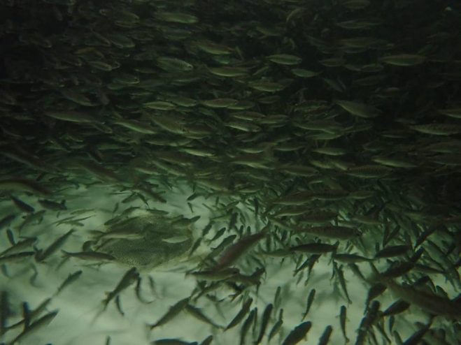 Tens of thousands of juvenile king salmon are kept in cold water tanks at DIPAC’s largest hatchery in Juneau. The hatchery has had to move its fry out to net pens earlier than ever this year because of warmer water flowing from reservoirs. (Photo by Jacob Resneck/CoastAlaska)